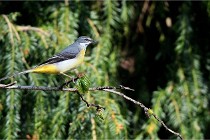 Grouchy D500 21-04-21 316   Photos ACG 2021