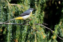 Grouchy D500 21-04-21 320   Photos ACG 2021