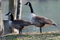 Grouchy D500 21-04-21 325   Photos ACG 2021