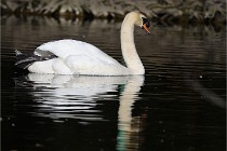 Grouchy D850 21-04-27 003   Photos ACG 2021