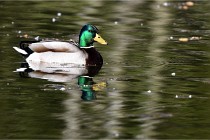 Grouchy D850 21-04-27 007   Photos ACG 2021