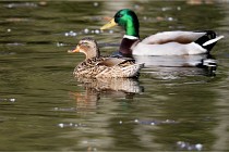 Grouchy D850 21-04-27 012   Photos ACG 2021