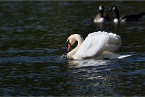 Grouchy D850 21-04-27 018   Photos ACG 2021