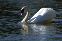 Grouchy D850 21-04-27 021   Photos ACG 2021