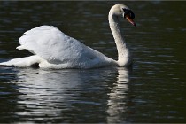 Grouchy D850 21-04-27 026   Photos ACG 2021