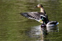 Grouchy D850 21-04-27 031   Photos ACG 2021