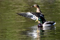 Grouchy D850 21-04-27 032   Photos ACG 2021