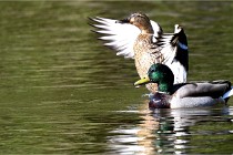 Grouchy D850 21-04-27 033   Photos ACG 2021