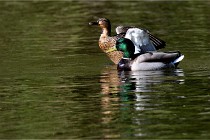 Grouchy D850 21-04-27 034   Photos ACG 2021