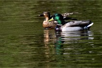 Grouchy D850 21-04-27 035   Photos ACG 2021