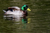 Grouchy D850 21-04-27 036   Photos ACG 2021