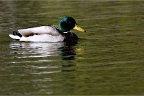 Grouchy D850 21-04-27 040   Photos ACG 2021