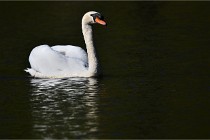 Grouchy D850 21-04-27 043   Photos ACG 2021