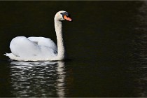 Grouchy D850 21-04-27 052   Photos ACG 2021