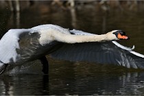 Grouchy D850 21-04-27 056   Photos ACG 2021