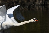 Grouchy D850 21-04-27 058  01  Photos ACG 2021