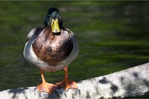 Grouchy D850 21-04-27 060   Photos ACG 2021