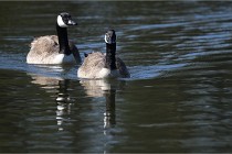 Grouchy D850 21-04-27 061   Photos ACG 2021