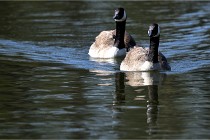 Grouchy D850 21-04-27 063   Photos ACG 2021