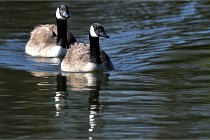 Grouchy D850 21-04-27 066   Photos ACG 2021