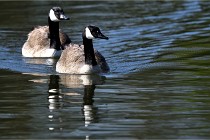 Grouchy D850 21-04-27 068   Photos ACG 2021