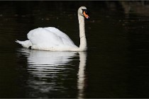 Grouchy D850 21-04-27 072   Photos ACG 2021