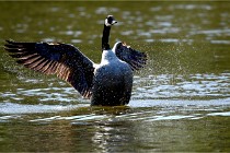 Grouchy D850 21-04-27 074   Photos ACG 2021