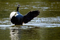 Grouchy D850 21-04-27 075   Photos ACG 2021