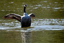 Grouchy D850 21-04-27 076   Photos ACG 2021