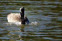 Grouchy D850 21-04-27 079   Photos ACG 2021