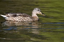 Grouchy D850 21-04-27 080   Photos ACG 2021