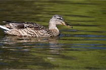 Grouchy D850 21-04-27 082   Photos ACG 2021