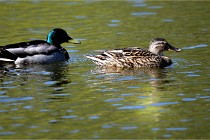 Grouchy D850 21-04-27 083   Photos ACG 2021