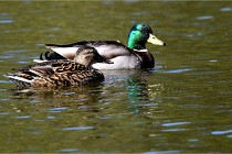 Grouchy D850 21-04-27 086   Photos ACG 2021