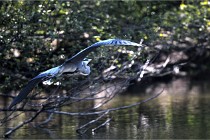 Grouchy D850 21-04-27 090   Photos ACG 2021