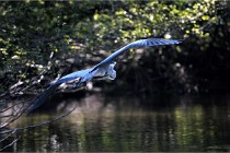 Grouchy D850 21-04-27 091   Photos ACG 2021