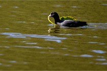 Grouchy D850 21-04-27 094   Photos ACG 2021