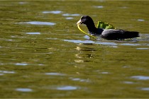 Grouchy D850 21-04-27 096   Photos ACG 2021