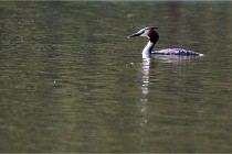 Grouchy D850 21-04-27 100   Photos ACG 2021