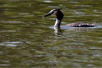 Grouchy D850 21-04-27 108   Photos ACG 2021