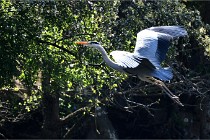 Grouchy D850 21-04-27 111   Photos ACG 2021