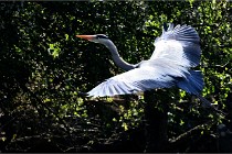 Grouchy D850 21-04-27 112   Photos ACG 2021