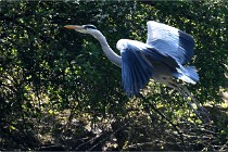 Grouchy D850 21-04-27 113   Photos ACG 2021