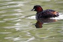 2021-05-12 Grand Lavier