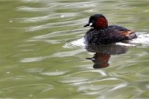 Grand Lavier  D500 21-05-12 023  NI  Photos ACG 2021