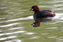 Grand Lavier  D500 21-05-12 025  NI  Photos ACG 2021