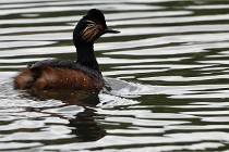 Grand Lavier  D500 21-05-12 042  NI  Photos ACG 2021