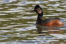 Grand Lavier  D500 21-05-12 078  NI  Photos ACG 2021