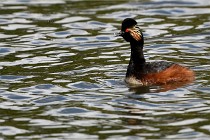 Grand Lavier  D500 21-05-12 082  NI  Photos ACG 2021