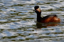 Grand Lavier  D500 21-05-12 086  NI  Photos ACG 2021